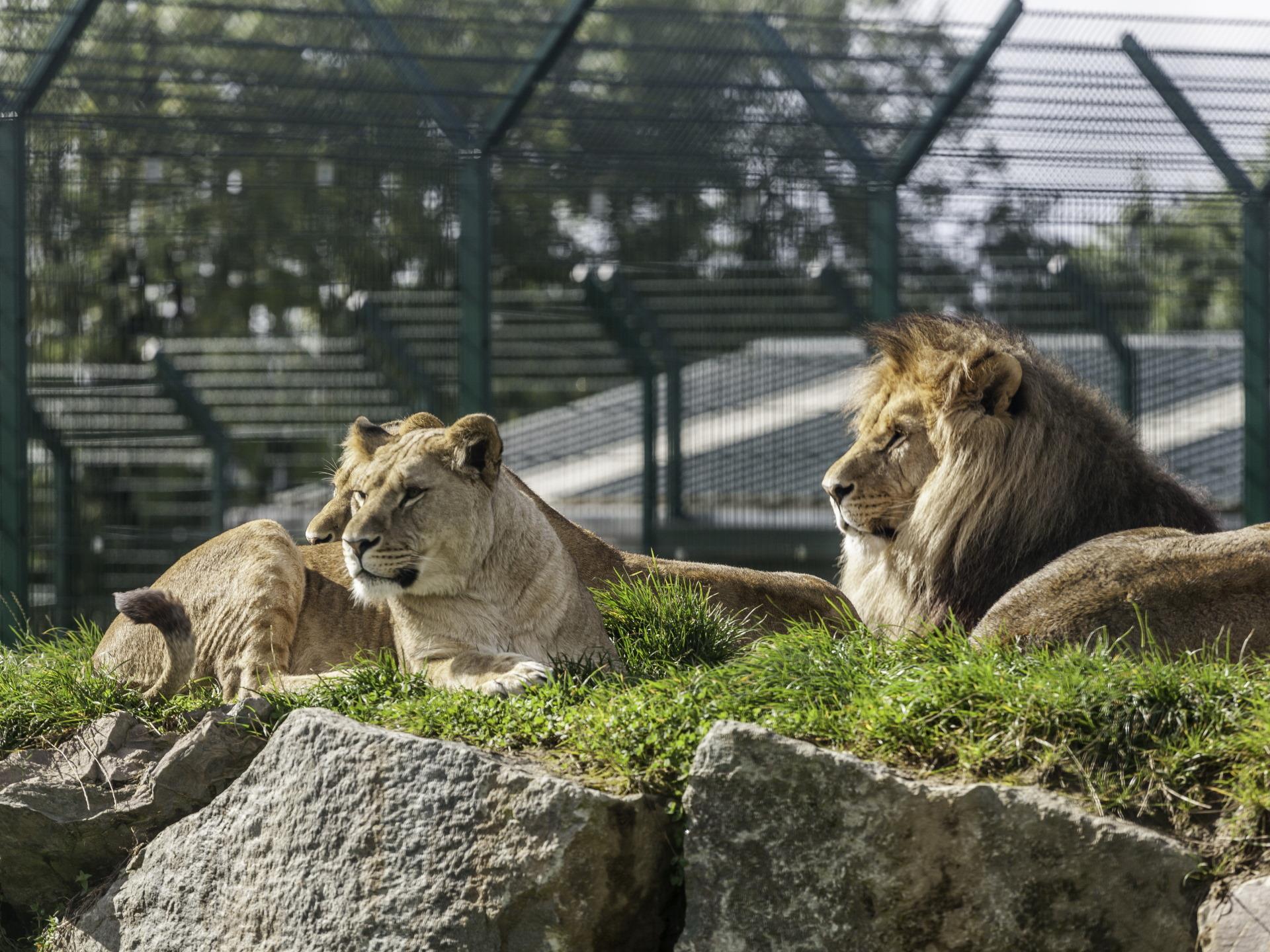 Folly Farm